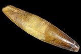 Real Spinosaurus Tooth - Partial Root Present #161473-1